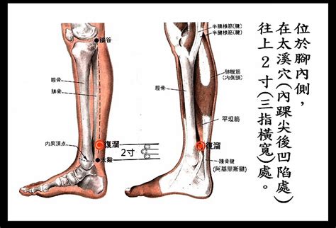 富溜穴|復溜穴:穴位解析,取法,穴位解剖,特異性,主治病症,刺灸法,名解,